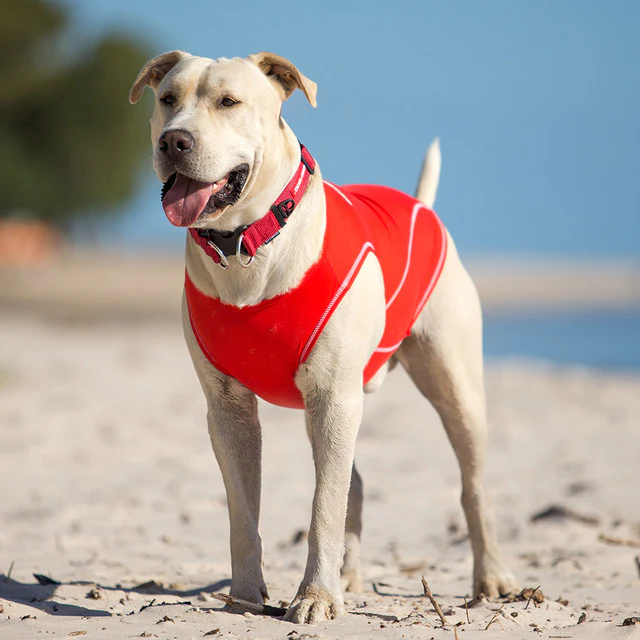 Dog Rashie Shirt - Image 3