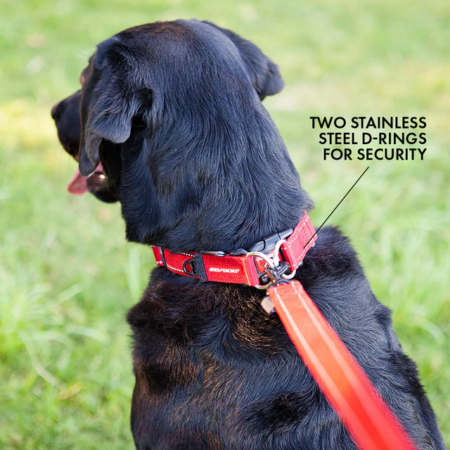 Double Up™ Collar - Image 5