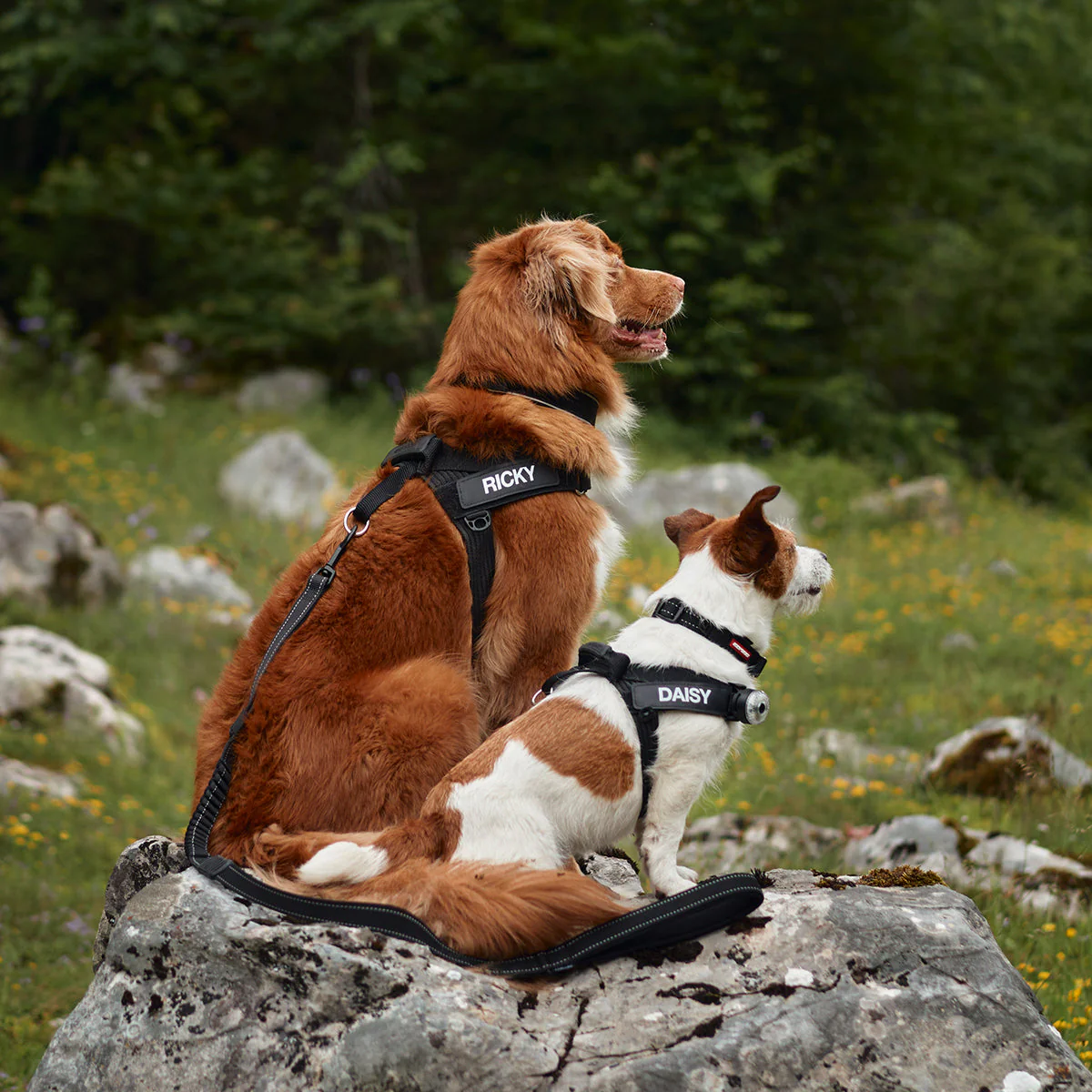 Express™ Dog Harness - Image 19