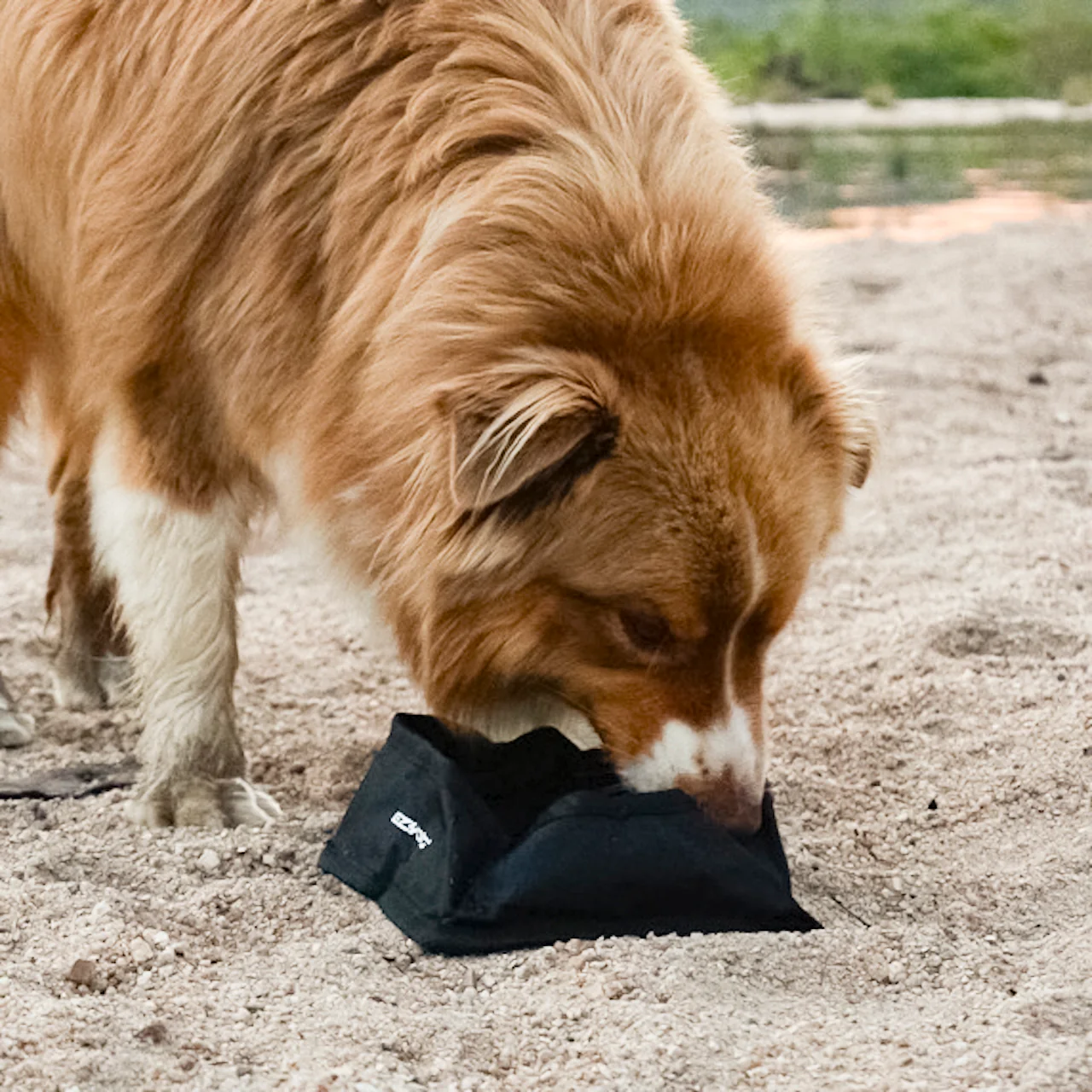 Let’s Go for a Ride Dog Travel Bundle - Image 7