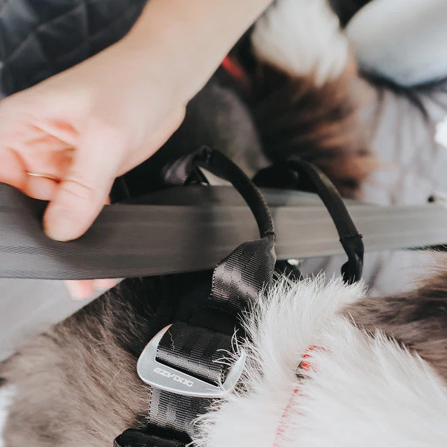 Let’s Go for a Ride Dog Travel Bundle - Image 8