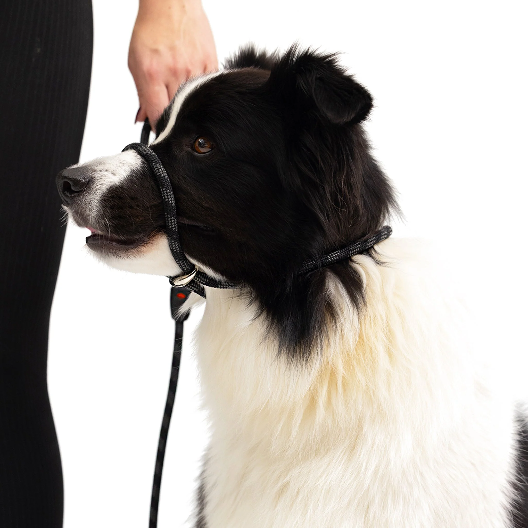 Luca™ Leash - Image 5