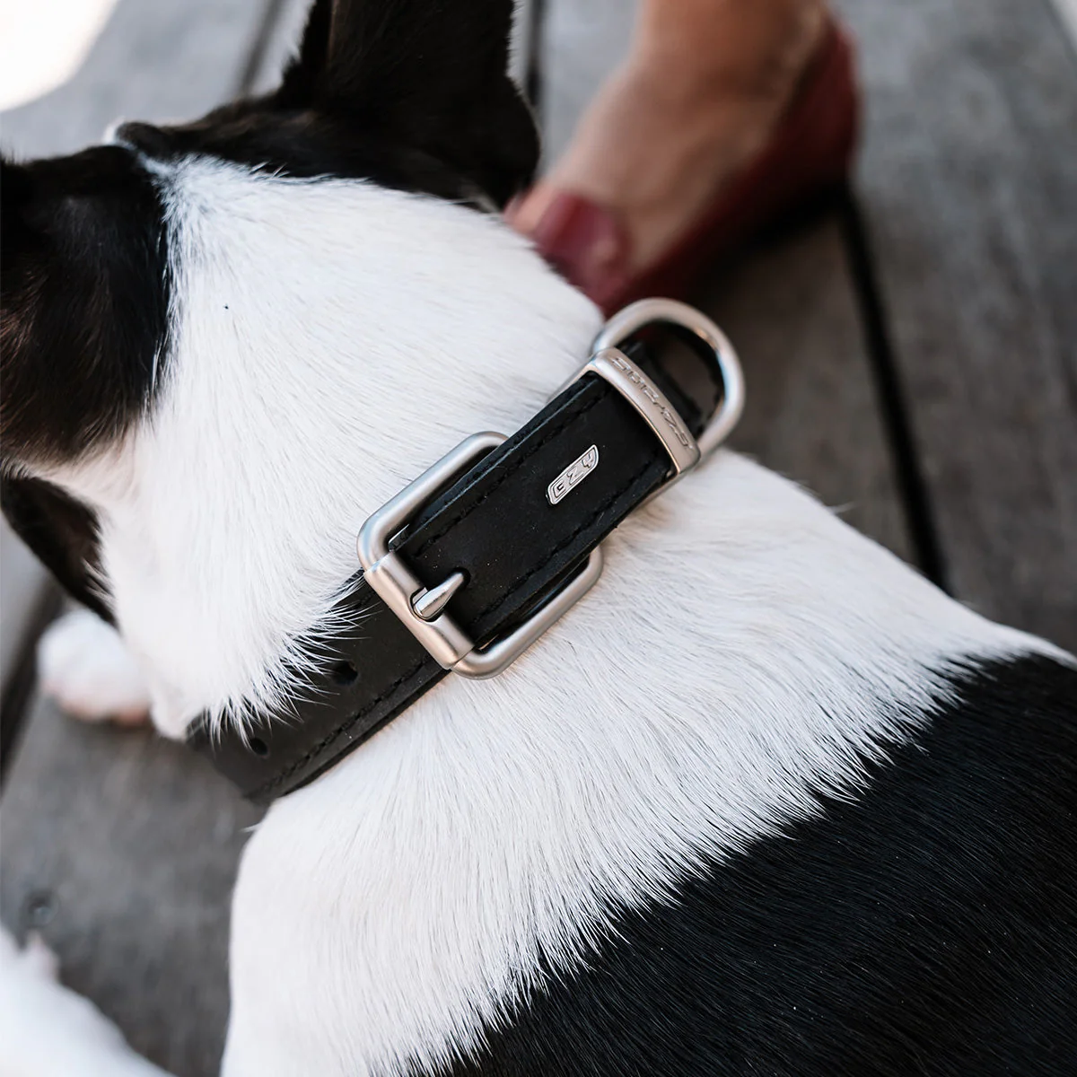 Oxford Leather - Classic Collar - Image 5