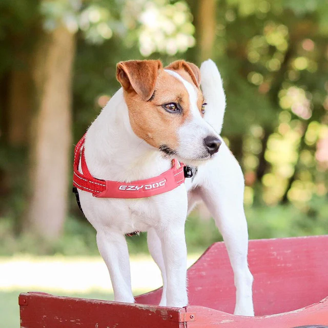 Quick Fit™ Dog Harness - Image 3