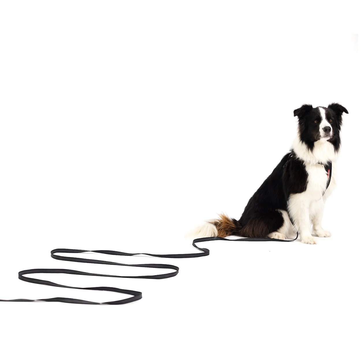 Track 'N' Train™ Leash - Image 3