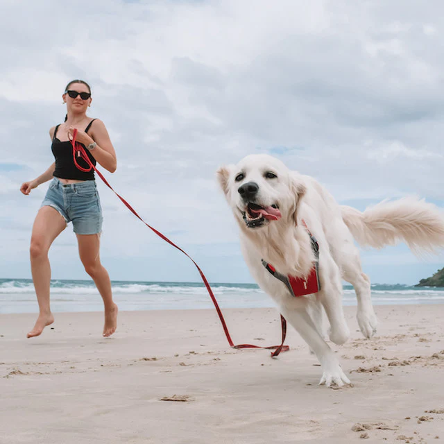 Track 'N' Train™ Leash - Image 5