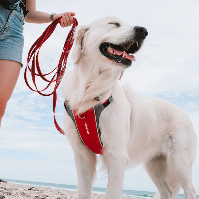 X-Link™ Dog Harness - Image 3